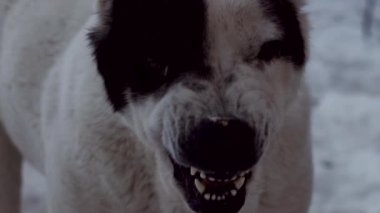 Bekçi köpeği bekçisi. Büyük köpeğe dikkat et. Ev güvenliği. Saldırgan, tehlikeli bir hayvan. Hayvan bakıcısı. Orta Asya çobanı, Alabai.
