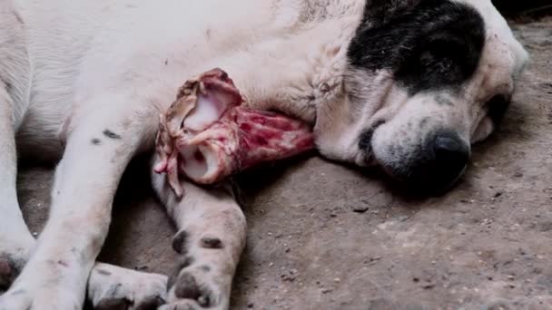 Um grande cão dorme. Cão de guarda relaxa. Cuidado com o cão. Segurança doméstica. Central asiático pastor, alabai. — Vídeo de Stock