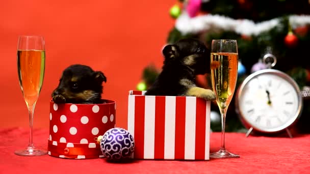 Funny pet christmas. Funky dog. Puppy Drink Champagne. Puppy gift. Cute little dogdy on New Year party. Two puppies sit in gift box on festive New Year background. — Stock Video
