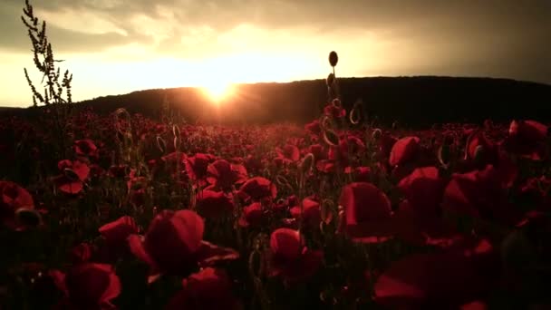 Mohnblumenfeld, Panorama, Sonnenuntergang in der Natur. Erinnerung. Mohn und Wildblumenwiese im Freien. Lebendiger Frühling. Anzac-Tag. Gedenkstätte. — Stockvideo