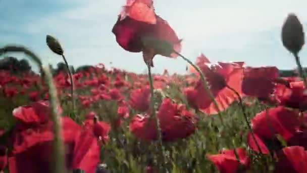 ポピー畑、パノラマ、ポピーや野の花の牧草地、屋外で景観。夏の陽気。Anzac Day. — ストック動画