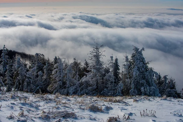 Bosque nevado en el campo en invierno. Paisaje de nieve, montañas nevadas. Invierno en el bosque. —  Fotos de Stock