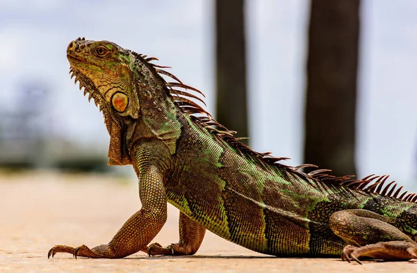 Iguana verde, también conocida como iguana común o americana, sobre fondo natural. Primer plano de la cabeza de una iguana. —  Fotos de Stock