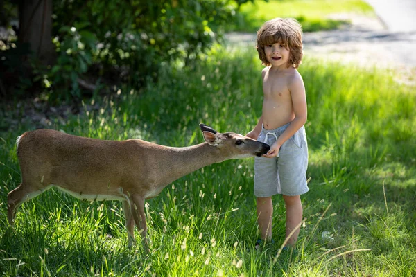 Schattig kind dat een koe voedt. Eenheid met de natuur. Mooie jongen met sierlijk dier in het park. Aanpassing van kinderen. — Stockfoto