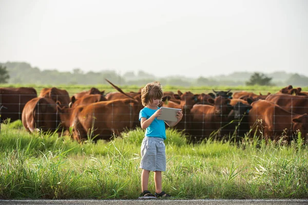 Child farmer with tablet modern cow farm. Summer kid at countryside. Children enjoy in countryside. Boy helper work.