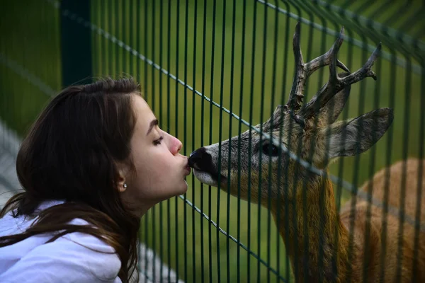 Hayvanat bahçesi kafesinde beyaz kuyruklu yumurta. Geyik bambi ve vahşi hayvanlar konsepti. Kız parkta geyik carpeolus besler. — Stok fotoğraf