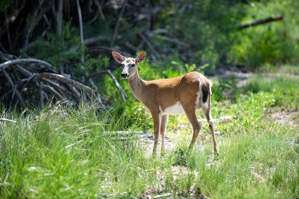Concept d'animaux sauvages. White-tailed Deer Fawn. Bambi. Jeune chevreuil, capreolus. Belle faune buck. — Photo