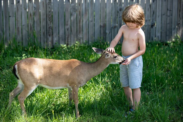 Мила дитина, що годує блідого. Досить хлопчик з витонченою твариною в парку або в лісі. Дитяча адаптація . — стокове фото