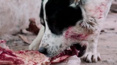 Köpek maması. Tehlikeli kızgın büyük köpek alabai. Büyük kemirgen, kemirgen köpek..