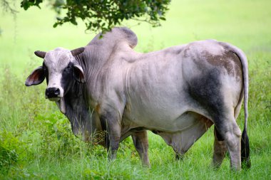 Holstein ineği. Süt ineği. Yaz otlağında ahırda. Yaz otlağında inek. Taze inekler süt konsepti.