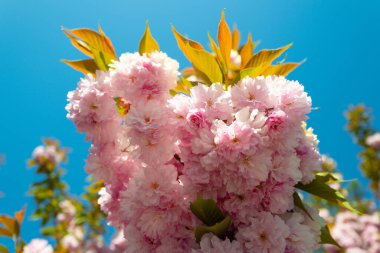 Sakura Festivali. Yoshino kiraz çiçeği. Kiraz Ağaçları. Bahar çiçekleri deseni.