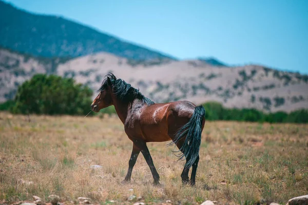 Vilda hästar. Hjordar av hästar i fält. Häst i dammiga fält. Vilda hästar i Amerika, Nationalpark, USA. — Stockfoto