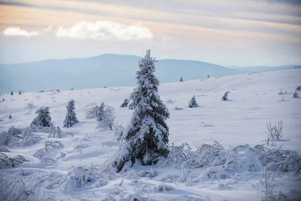 Árbol de invierno. Clima nevado. Una tormenta de nieve en el bosque. Temporada turismo viajes. —  Fotos de Stock