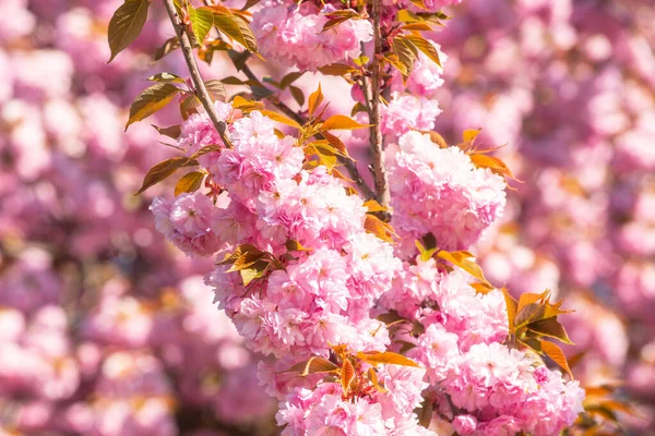 Ανοιξιάτικα λουλούδια Φεστιβάλ Σακούρα. Τσέρι Μπλόσομ. Sakura άνοιξη λουλούδια φόντο. — Φωτογραφία Αρχείου