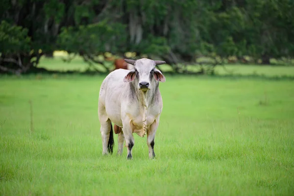 Holstein cow. Dairy cow. Cowshed on summer pasture. Fresh cows milk concept. — Stock Photo, Image