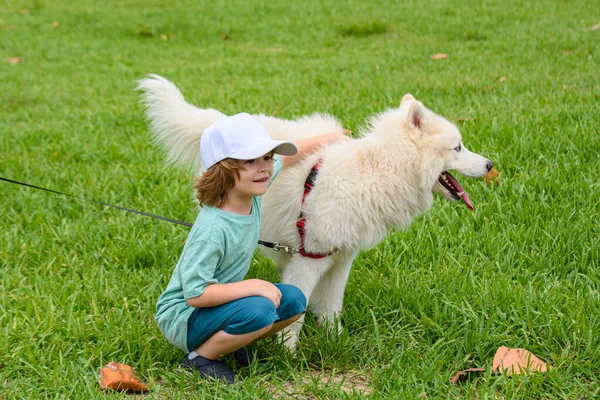 Petit chien samoyed pelucheux blanc boycottant et riant dans le parc ou fond d'herbe en spirale. — Photo