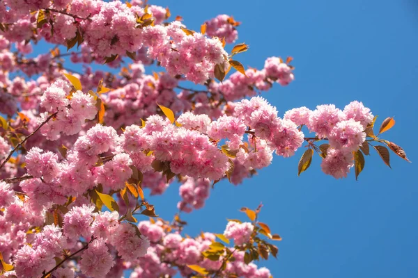 Sakura Festival Kersenbloesem. Voorjaarsbloemen patroon. Zomer bloem hemel. — Stockfoto