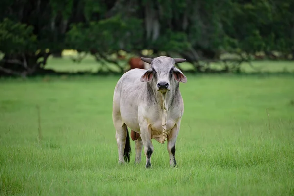 Kravské mléko. Mléčná kráva. Kráva na letních pastvinách. Koncept čerstvýho kravskýho mléka. — Stock fotografie