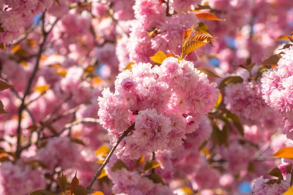 Φεστιβάλ Σακούρα. Κερασιές ανθισμένες. Sakura άνοιξη λουλούδια φόντο. — Φωτογραφία Αρχείου