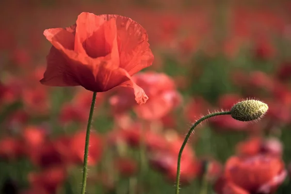 Journée Anzac. Fleurs printanières sur un champ de pavot fleuri. Se souvenir. — Photo