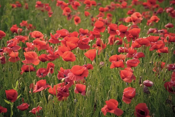 Remembrance day, Anzac Day, serenity. remebrance day, memorial day. — Stock Photo, Image