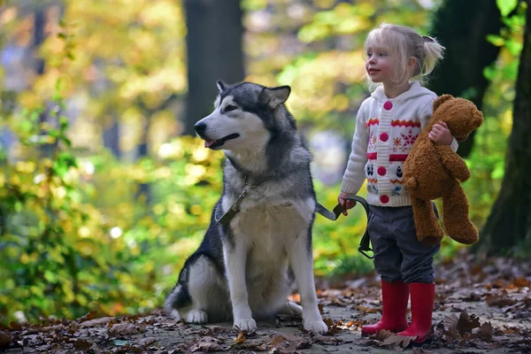 Σκύλος και κοριτσάκι στο φθινόπωρο του δάσους. Σκύλος husky με το παιδί στον καθαρό αέρα εξωτερική. — Φωτογραφία Αρχείου