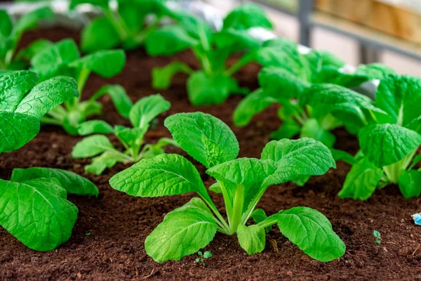 Teelt van gewassen. Groenten en biologische groenten. Tuinbouwconcept. — Stockfoto