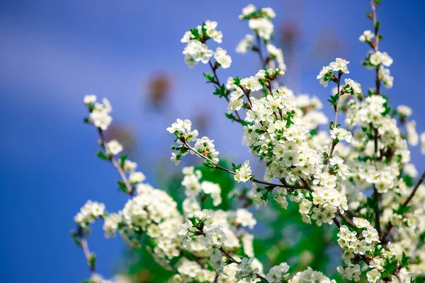 春だ。桜の木の背景。開花木と美しい自然。春の花. — ストック写真