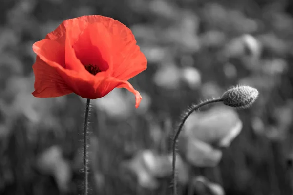 Red poppy Anzac Day on black. Remember, Memorial day. — Stock Photo, Image