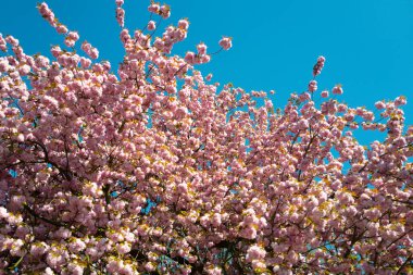 Sakura Festivali. Kiraz pembesi çiçekleri kapanıyor. Çiçekli Sakura ağacı. Yoshino kirazı.