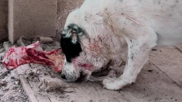 Γενεαλογικό σκυλί. Φαγητό για σκύλους. Επικίνδυνο μεγάλο σκυλί alabai ροκάνισμα τρώνε τα οστά. — Αρχείο Βίντεο