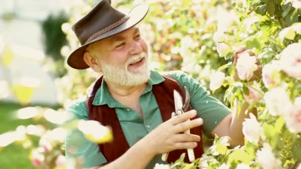 Rózsakert ember. Régi férfi kertészkedés. Tavaszi ültetés. Kertészeti eszközök. — Stock videók