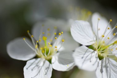 Bahar çiçeği yakın plan. Bahar mevsimi gelişimi geçmişi. Çiçek açan ağaçlarla güzel doğa..