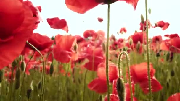 Día de Anzac. Primera Guerra Mundial. La amapola del recuerdo. Campo de amapolas contra la luz solar. Memorial Day en Nueva Zelanda, Australia, Canadá y Gran Bretaña. — Vídeo de stock