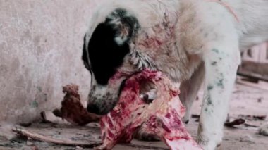 Köpekler için yiyecek. Köpeğe dikkat et. Tehlikeli büyük köpek Alabai kemik yiyor. Sedef köpek..