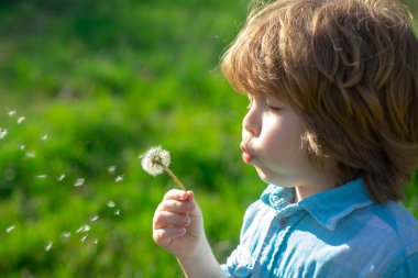 Bahar ya da yaz çocuğu yürüyüş sırasında karahindiba çiçeği üfler ve çimen arka planında. Ruh Uyumu Konsepti.