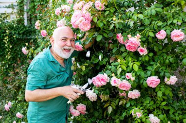 Bahçede ya da bahçede gül kesen yaşlı bir adam. Hobi konsepti. Bahar çiçekleriyle bahçıvan. Dedem dışarıda çalışıyor..