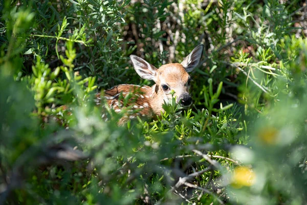 Little deer. Nature landscape. Bambi Fawn. White tailed roe deer, capreolus. Beautiful wildlife buck.