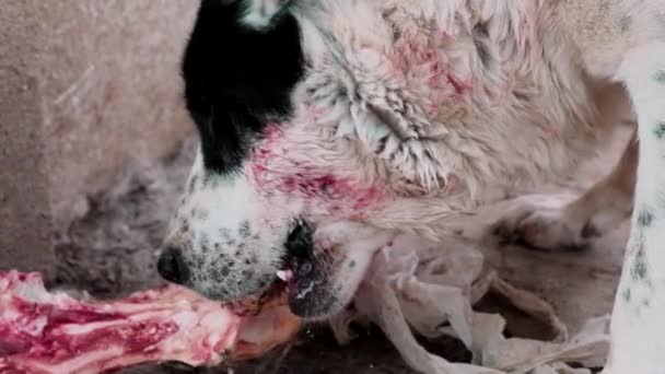 갈레아 이 개 뼈있는 개 페디 그레 케인. 개를 조심하라. 중앙 아시아 목자. 위험 한 성난 피의 알라바 이. — 비디오