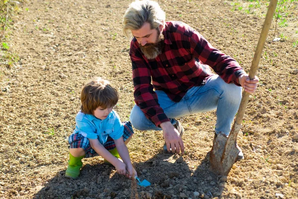 Father planting with son. Dad and kid gardening in garden ground. Growing plants. Spring harvest.