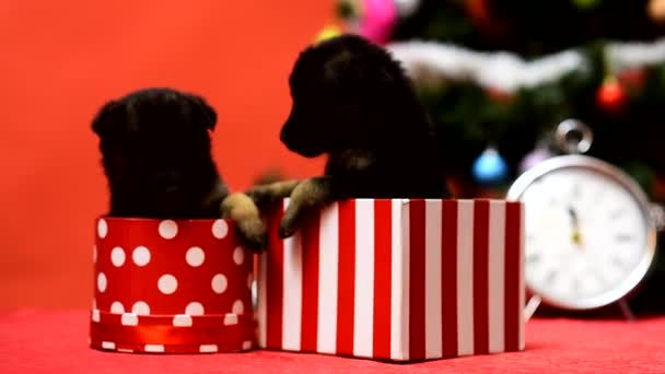 Rolig jul hund valp i lådor med gåvor på bakgrunden av festliga ljus. — Stockvideo
