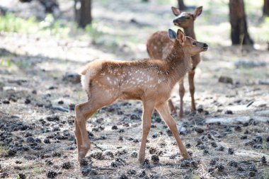 Geyik Fawn, Bambi, capreolus. Beyaz kuyruklu genç yumurta. Güzel vahşi yaşam geyiği.
