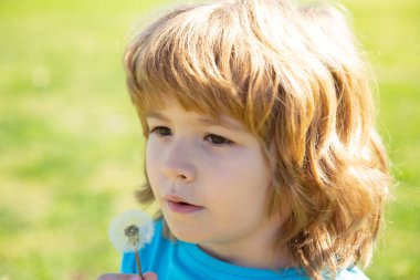 Alerjisi olmayan konsept. Bahar ya da yaz çocuğu yürüyüş sırasında karahindiba çiçeği üfler ve çimen arka planında. Ruh Uyumu.