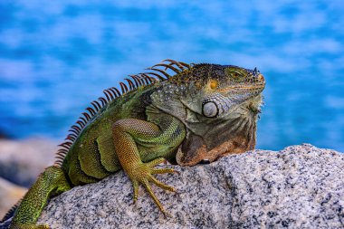 Yeşil iguana iguana, Amerikan iguanası olarak da bilinir..