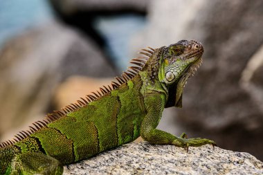 Yeşil iguana, iguana, iguana familyasından bir kertenkele sürüngendir. Ve alt familya Iguanidae 'de.