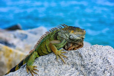 Yeşil kertenkele iguanası. Vahşi yaşam ve doğa, deniz iguanası.