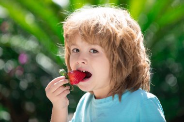 Tatlı çocuk çilek yiyor. Çocuklar taze organik çilek topluyor. Çocuk çileği.