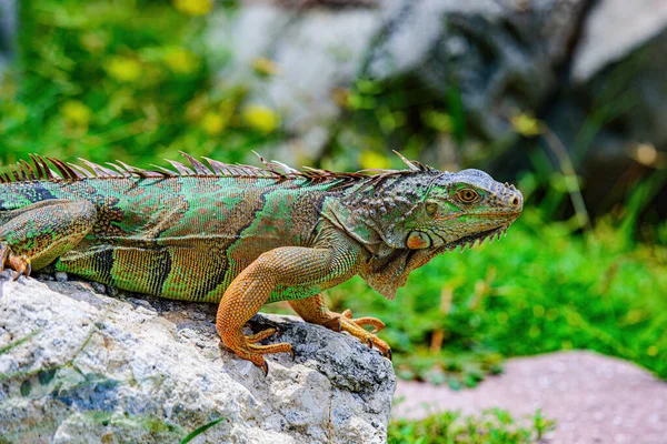 Ödla av släktet Iguana född i Central, Sydamerika. Och i underfamiljen Iguanidae. — Stockfoto