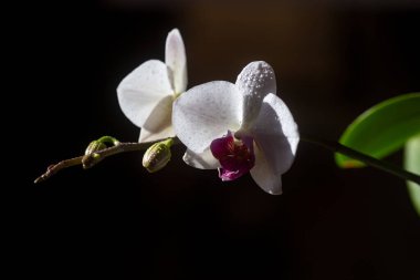 Aroma konsepti. Çiçek kozmetikleri. Doğa güzelliği. Orkide çiçeği. Phalaenopsis büyüyor.