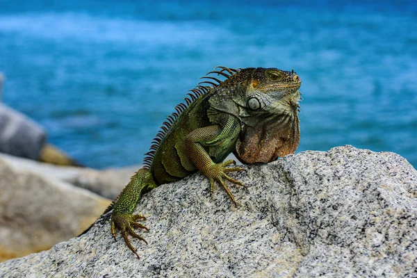 アメリカイグアナとも呼ばれる緑イグアナはイグアナ科イグアナ属のトカゲの爬虫類です。. — ストック写真